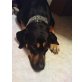 Natalia, Dobermann-Rotti-labrador-schweitzersennenhund - Hündin