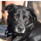 Natasha, Labradormischling - Hündin