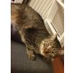 Natso, Hauskatze - Kater