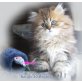 Navajo, Perser - Kater