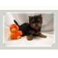 Navajo, Yorkshire Terrier Welpen - Rüde