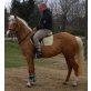 Navara, Quarter Horse - Stute