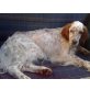 Navarre, English Setter - Rüde
