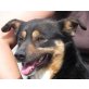 Naya, Pinscher - Hündin