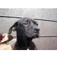 Nayakiklab, mchte Einzelhund sein  - Rüde