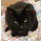Nayushka, kleine schwarze Schmuserin - Katze