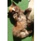 Neele, Maine Coon - Katze