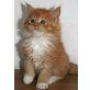 Neelix, Maine Coon - Kater