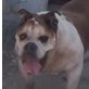 Nefer, English Bulldog, (n.n.) kastr., geb.ca.2001 - Hündin
