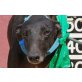 Negra, Galgo Español - Hündin