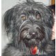 Negra, Negra ,Schnauzermix - Hündin