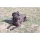 Negra, Shar-Pei-Mix - Hündin