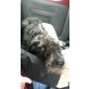 Negri, Wasserhund-Schnauzer Mix - Rüde