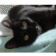 Negri, verschmuste schwarze Katze - Katze