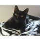Negri, zierliche schwarze Schönheit - Katze
