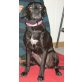 Negrita, Mini-Labrador-Mix - Hündin