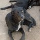 Negrita, Mix - Hündin
