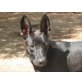 Negrita, Pastor malloqin/Schäferhund-Mix Welpen - Hündin