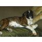 Nela, Boxer - Hündin