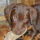 Nela, Labrador-Mischling Welpen - Hündin