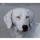Nela, Mix - Hündin