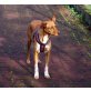 Nela, Podenco Mischling - Hündin
