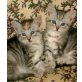 Nela und Finchen, EKH - Katze