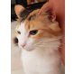 Nele, Glückskätzin sucht liebe Familie - Katze