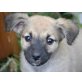 Nele, Schäferhund Welpen - Hündin