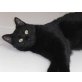 Nele, schwarze Schönheit - Katze
