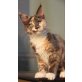 Nelia, Maine Coon - Katze