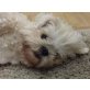 Nelka, Malteser-Shih Tzu Mischling - Hündin