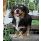 Nelka, Sheltie-Dackel-Mix - Hündin