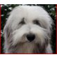Nell, Bearded Collie - Hündin