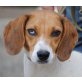 Nella, Beagle Mix - Hündin