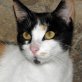 Nella, Glücks- - Katze