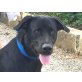 Nelle, Labrador-Mischling - Hündin