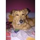 Nelly 12, Pinscher-Dackel - Hündin