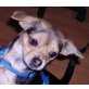 Nelly 14, Chihuahuamix-Hündin - Hündin