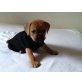 Nelly, Beagle Mix und Old englisch Bulldogge Welpen - Hündin