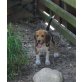 Nelly, Beagle Welpen - Hündin