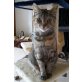 Nelly, British Kurzhaar- Maine Coon - Katze