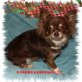 Nelly, Chihuahua langhaariger Schlag - Hündin