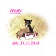 Nelly, Chihuahua langhaariger Schlag - Hündin