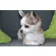 Nelly, Chihuahua langhaariger Schlag - Hündin