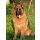 Nelly, Deutscher Schäferhund - Hündin