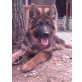 Nelly, Deutscher Schäferhund Welpen - Hündin