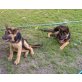 Nelly, Deutscher Schäferhund Welpen - Hündin