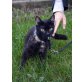 Nelly, Europäische Kurzhaarkatze - Katze
