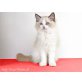 Nelly-Fee, Ragdoll - Katze